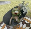 Frosch